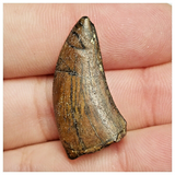 T164 - Rare Eocarcharia dinops Dinosaur Tooth Cretaceous Elrhaz Fm Tenere Desert
