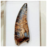 E5 - Rare Eocarcharia dinops Dinosaur Tooth - Cretaceous Elrhaz Fm Tenere Desert