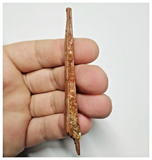 T146 - Rare 3.34'' Alanqa saharica Cretaceous Azhdarchid Pterosaur Dentary Bone