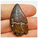 JS1 - Top Rare Jobaria tiguidensis Sauropod Dinosaur Tooth Jurassic Tiouraren Fm