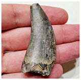 E4- Rare Eocarcharia dinops Dinosaur Tooth - Cretaceous Elrhaz Fm Tenere Desert