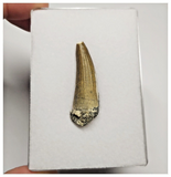 T21 - Rare Suchomimus tenerensis Dinosaur Tooth Lower Cretaceous Elrhaz Fm