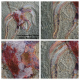 M2-F10-F8-FA Soft Bodied Marrellomorph (Furca mauretanica) Ordovician Fezouata - Donald L Order