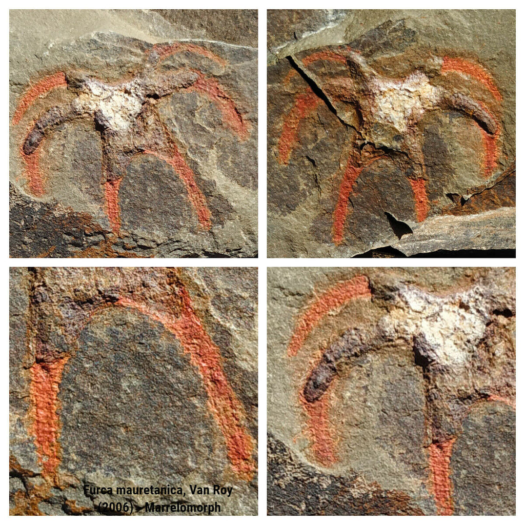 M2-F10-F8-FA Soft Bodied Marrellomorph (Furca mauretanica) Ordovician Fezouata - Donald L Order