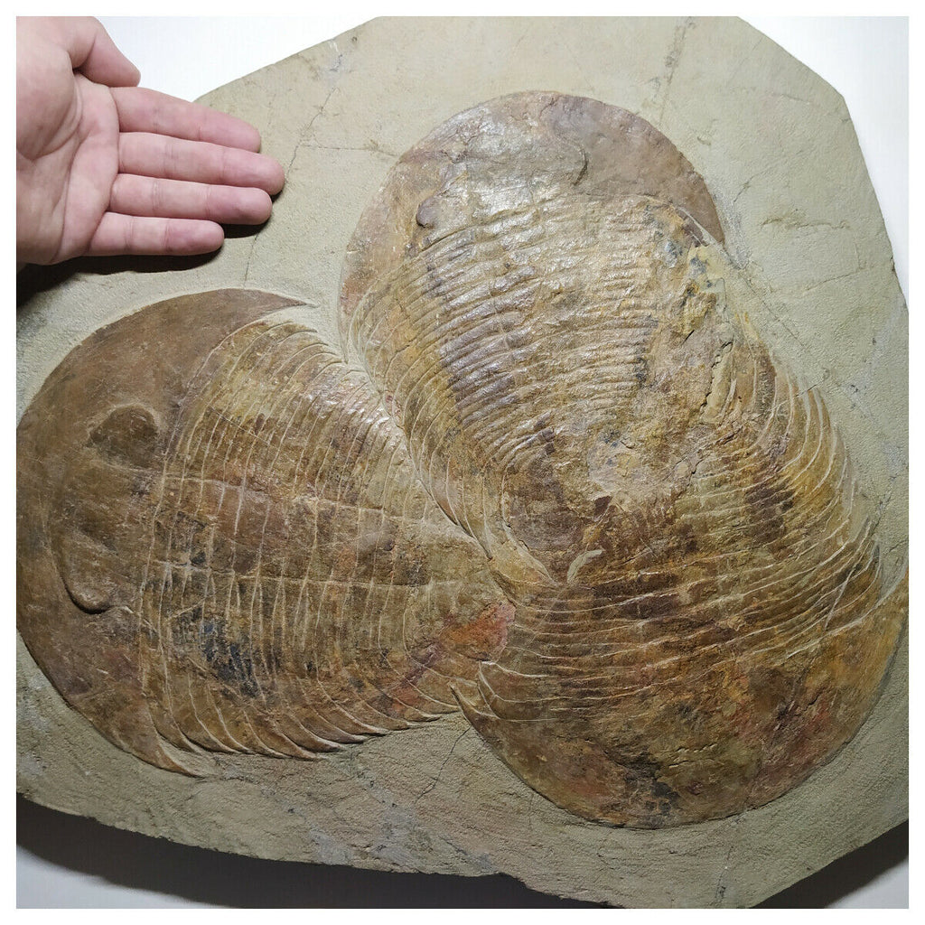 A5- Museum Grade Association 3 Dikelokephalina Ordovician Trilobites Fezouata Fm(143934909420)