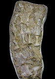 20995 - Museum Grade 23.07 Inch Unidentified Mosasaur Complete Paddle Limb Bones(143935664959)