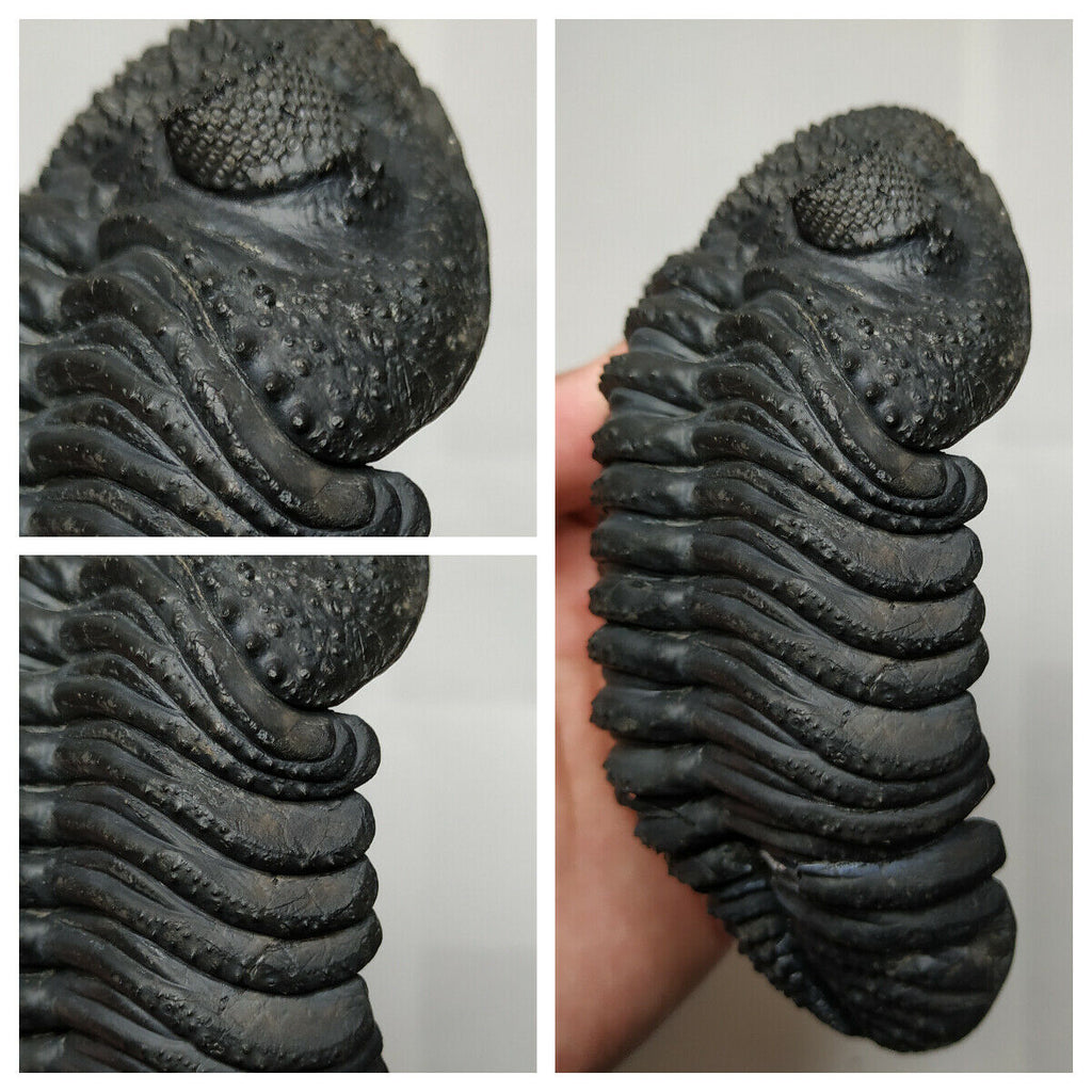 R362 & T137 Drotops megalomanicus Devonian Trilobite + Ventral Prepared 4.52'' Drotops megalomanicus  - Travis Order