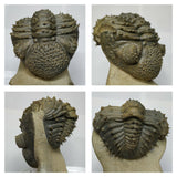 T111 - Top Huge Spiny Rolled 3.41'' Drotops armatus Middle Devonian Trilobite  -Lung Order