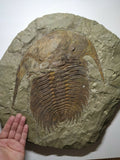A8 & R365 Acadoparadoxides levisetti Cambrian Trilobite + Eudolatites sp Upper Ordovician Trilobite - Order 143934931837
