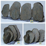 L246 - Whole NWA Chondrite Meteorite Cut Into 4 Thick Slices 312.8g Prob Type L6 - Kouga Order