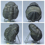 R363, R360 & T110 Drotops + Cornuproetus + Conocoryphe Trilobites - Tadashi Order