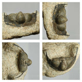 A12 + P8 + L137 4 Spinosaurus Dinosaur Caudal Tail Vertebra Bones + Trilobites - Order 143934965057