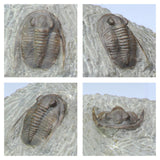 R363, R360 & T110 Drotops + Cornuproetus + Conocoryphe Trilobites - Tadashi Order