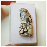 S31 - Rare Afrovenator abakensis Megalosaurid Dinosaur Tooth Jurassic Tiouraren Fm