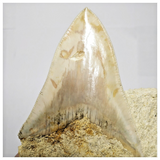 T119 - Finest Quality Serrated 3.70'' Megalodon Tooth in Matrix Indonesia Location