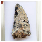 B13 - Rare 2.16'' Black Carcharodontosaurus Dinosaur Tooth Upper Cretaceous Talsint