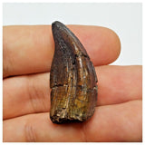 JS1 - Top Rare Jobaria tiguidensis Sauropod Dinosaur Tooth Jurassic Tiouraren Fm