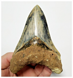 T130 - Finest Huge Serrated 4.52'' Megalodon Tooth from Rare Indonesia Location