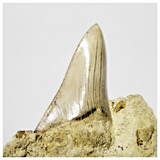 T122 - Finest Quality Serrated 2.63'' Megalodon Tooth in Matrix Indonesia Location