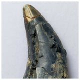 S1- Rare Afrovenator abakensis Megalosaurid Dinosaur Tooth Jurassic Tiouraren Fm