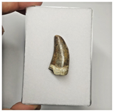 JS152 - Rare Eocarcharia dinops Dinosaur Tooth Cretaceous Elrhaz Fm Tenere Desert