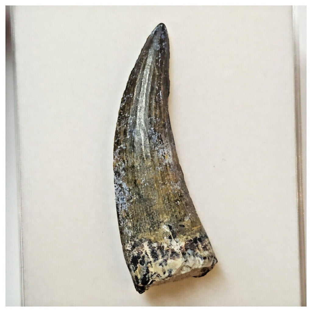 W6 - Rare Suchomimus tenerensis Dinosaur Tooth Lower Cretaceous Elrhaz Fm