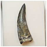 W6 - Rare Suchomimus tenerensis Dinosaur Tooth Lower Cretaceous Elrhaz Fm