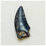 JS25 - Rare Eocarcharia dinops Dinosaur Tooth - Cretaceous Elrhaz Fm Tenere Desert