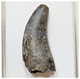 E4- Rare Eocarcharia dinops Dinosaur Tooth - Cretaceous Elrhaz Fm Tenere Desert