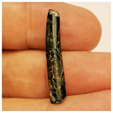 JS55 - Top Rare Nigersaurus taqueti Sauropod Dinosaur Tooth Cretaceous Elrhaz Fm