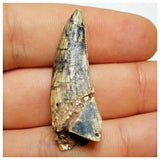 JS14 - Rare Afrovenator abakensis Megalosaurid Dinosaur Tooth Jurassic Tiouraren Fm