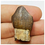 JS3 - Top Rare Jobaria tiguidensis Sauropod Dinosaur Tooth Jurassic Tiouraren Fm