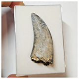 W4 - Rare Eocarcharia dinops Dinosaur Tooth - Cretaceous Elrhaz Fm Tenere Desert