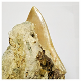 T121 - Finest Quality Serrated 3.22'' Megalodon Tooth in Matrix Indonesia Location