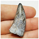 JS40 - Rare Eocarcharia dinops Dinosaur Tooth - Cretaceous Elrhaz Fm Tenere Desert