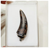 E2- Top Rare Unidentified Theropod Dinosaur Tooth - Cretaceous Elrhaz Fm Tenere Desert