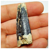 JS8 - Rare Afrovenator abakensis Megalosaurid Dinosaur Tooth Jurassic Tiouraren Fm