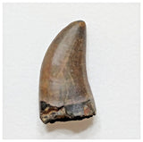 E8 - Rare Eocarcharia dinops Dinosaur Tooth - Cretaceous Elrhaz Fm Tenere Desert