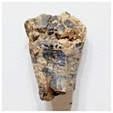 E11 - Ouranosaurus nigeriensis Basal Hadrosaur Dinosaur Tooth Cretaceous Elrhaz Fm