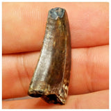 JS26 - Rare Eocarcharia dinops Dinosaur Tooth - Cretaceous Elrhaz Fm Tenere Desert