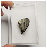 T30 - Rare Ouranosaurus Basal Hadrosaurid Dinosaur Tooth Cretaceous Elrhaz Fm