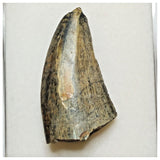 JS21 - Rare Eocarcharia dinops Dinosaur Tooth - Cretaceous Elrhaz Fm Tenere Desert