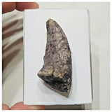 F1 - Unidentified Theropod Dinosaur Foot Claw Cretaceous Elrhaz Fm Tenere Desert