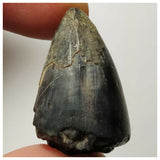 Sarcosuchus + Suchomimus Teeth Lower Cretaceous Erlhaz Fm Niger + Furca + Ampyx + Bavarilla - 143972413005