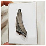 E7 - Rare Eocarcharia dinops Dinosaur Tooth - Cretaceous Elrhaz Fm Tenere Desert