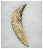 G52 - Top Rare Huge 5.82'' Basilosaurus (Whale Ancestor) Incisor Rooted Tooth