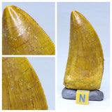 R294 & R160 Carcharodontosaurus Dinosaur Teeth Cretaceous KemKem - Aleksey Order