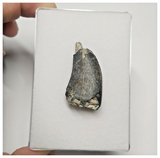 JS144 - Rare Eocarcharia dinops Dinosaur Tooth Cretaceous Elrhaz Fm Tenere Desert