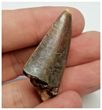 T84 - Rare Eocarcharia dinops Dinosaur Tooth - Cretaceous Elrhaz Fm Tenere Desert