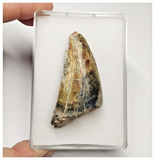 T13 - Top Rare Eocarcharia dinops Dinosaur Tooth - Cretaceous Elrhaz Fm
